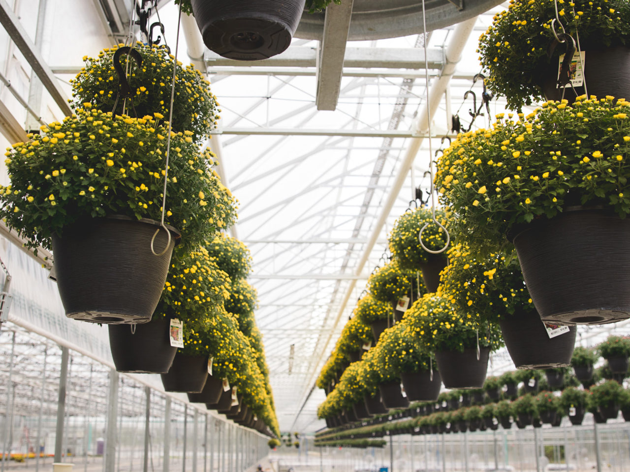 hanging pots of small yellow flowers
