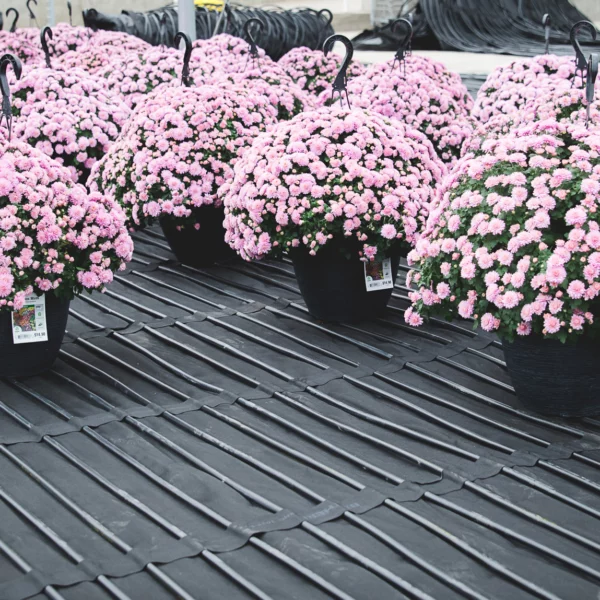 pink flowers growing in greenhouse