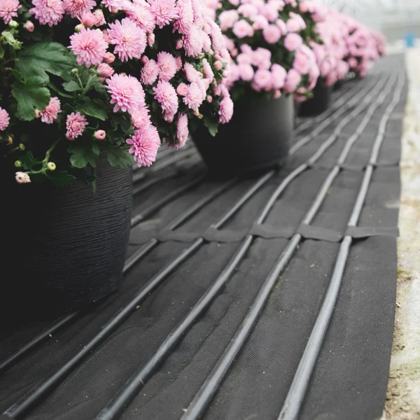 rows of pink flowers
