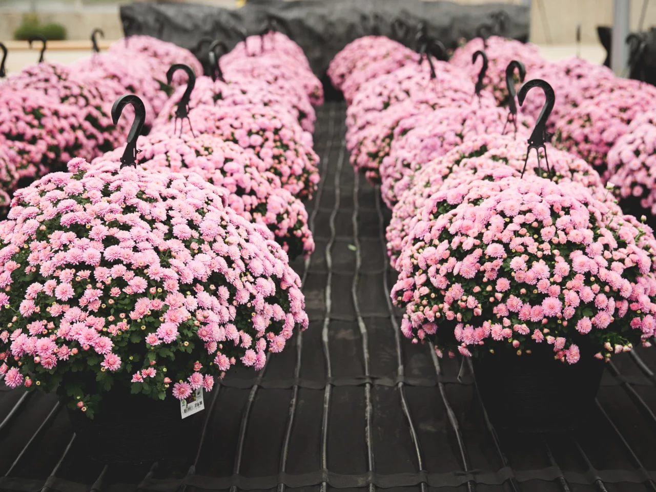 pink flowers in plastic hanger pots