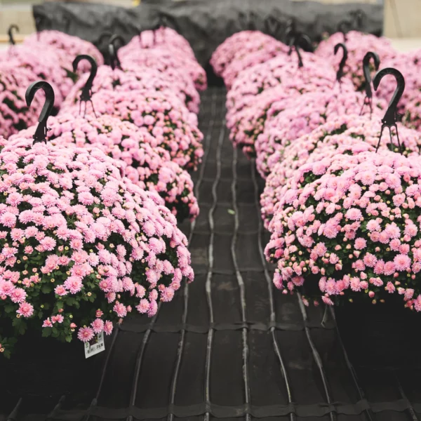 pink flowers in plastic hanger pots