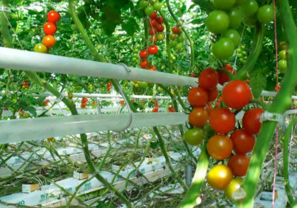 Primer plano de los tomates de Sunnyside Greenhouse creciendo en un invernadero equipado con CO2 Enrichment de BioTherm Solutions. 