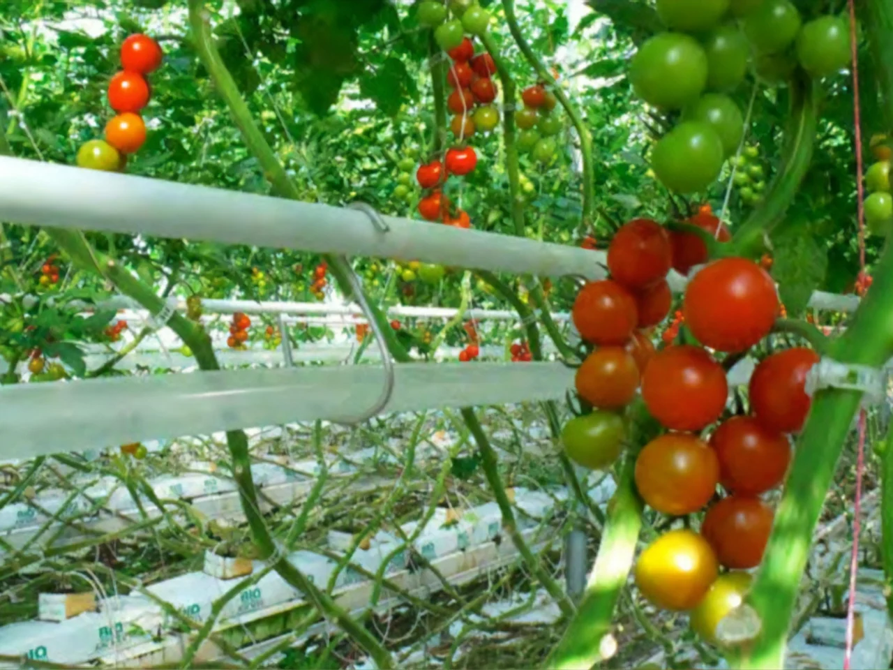 Sunnyside Greenhouse Tomatoes
