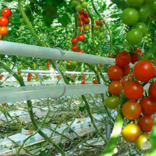 fazendas de tomates na videira