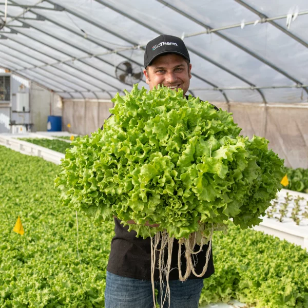 giant lettuce being held by biotherm employee