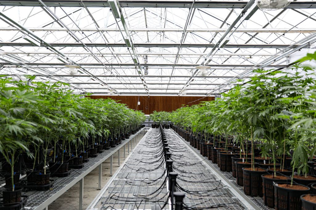cuarto de cultivo cultivo de marihuana