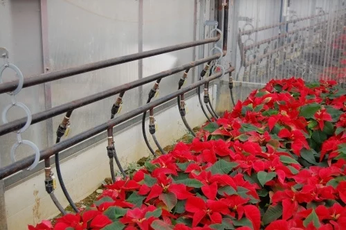 HDX with flowers in grow room