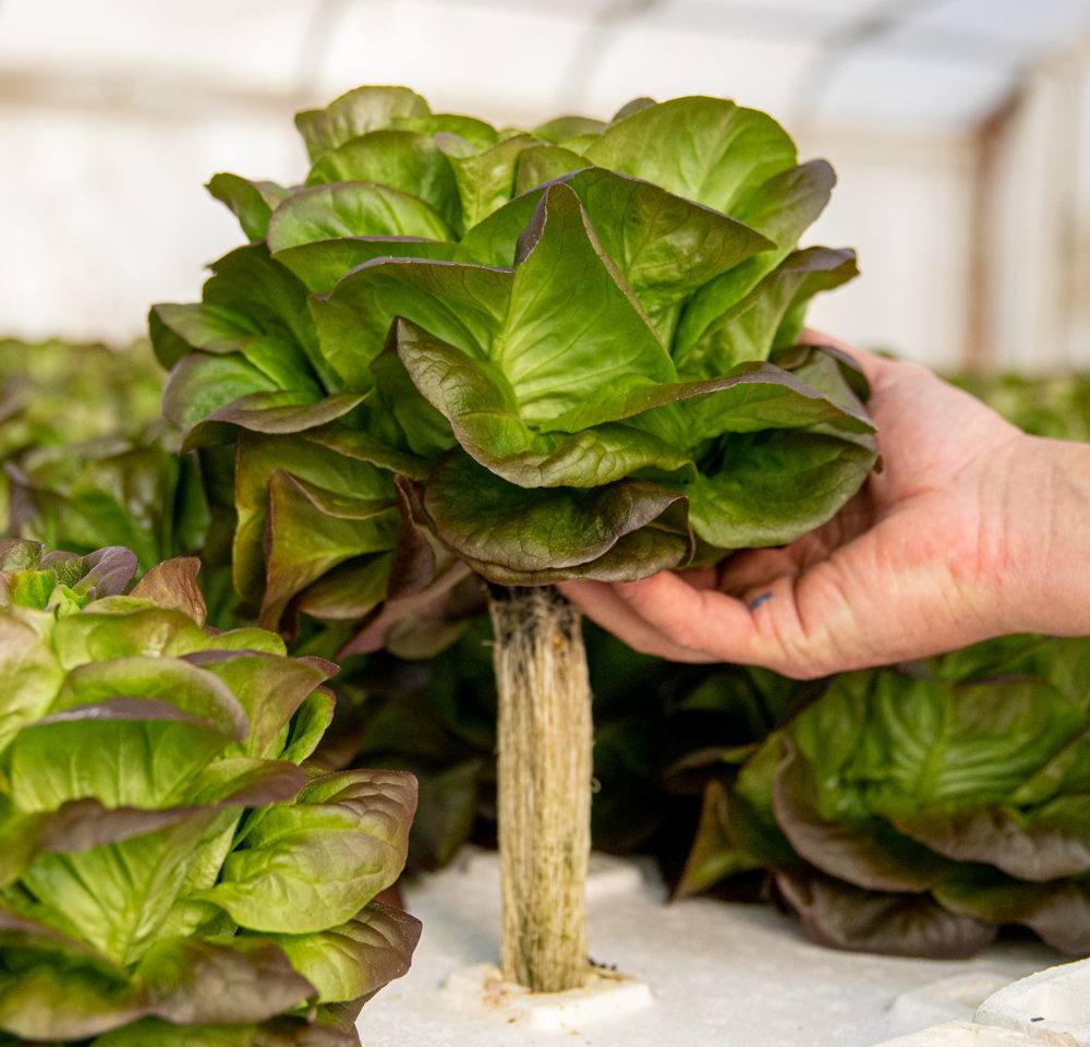 produce alive lettuce