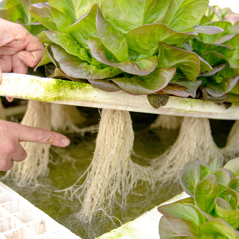 Produce Alive lettuce root system