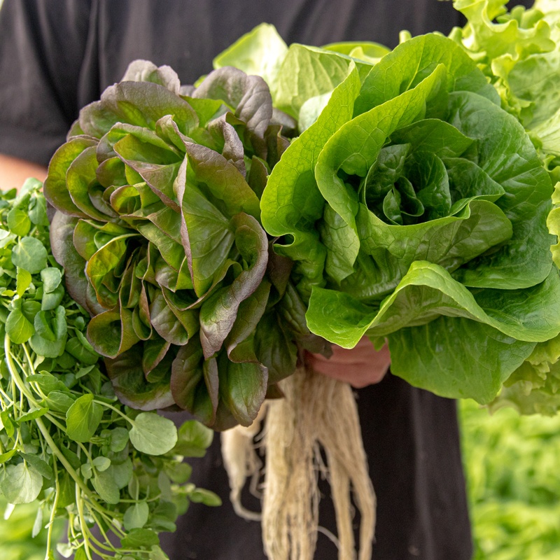 Produce Alive lettuce detail photo