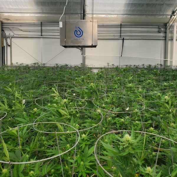 desumificador de desumificação pendurado sobre plantas de cannabis