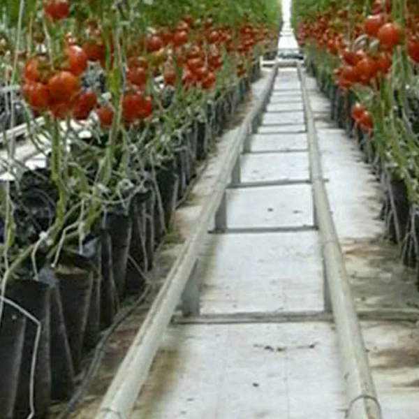 tubo de acero utilizado como carril de carro entre las filas de tomates en un invernadero