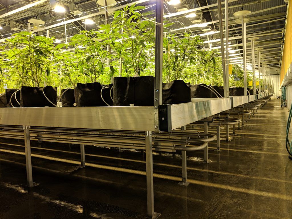 filas de plantas em operação de cultivo indoor