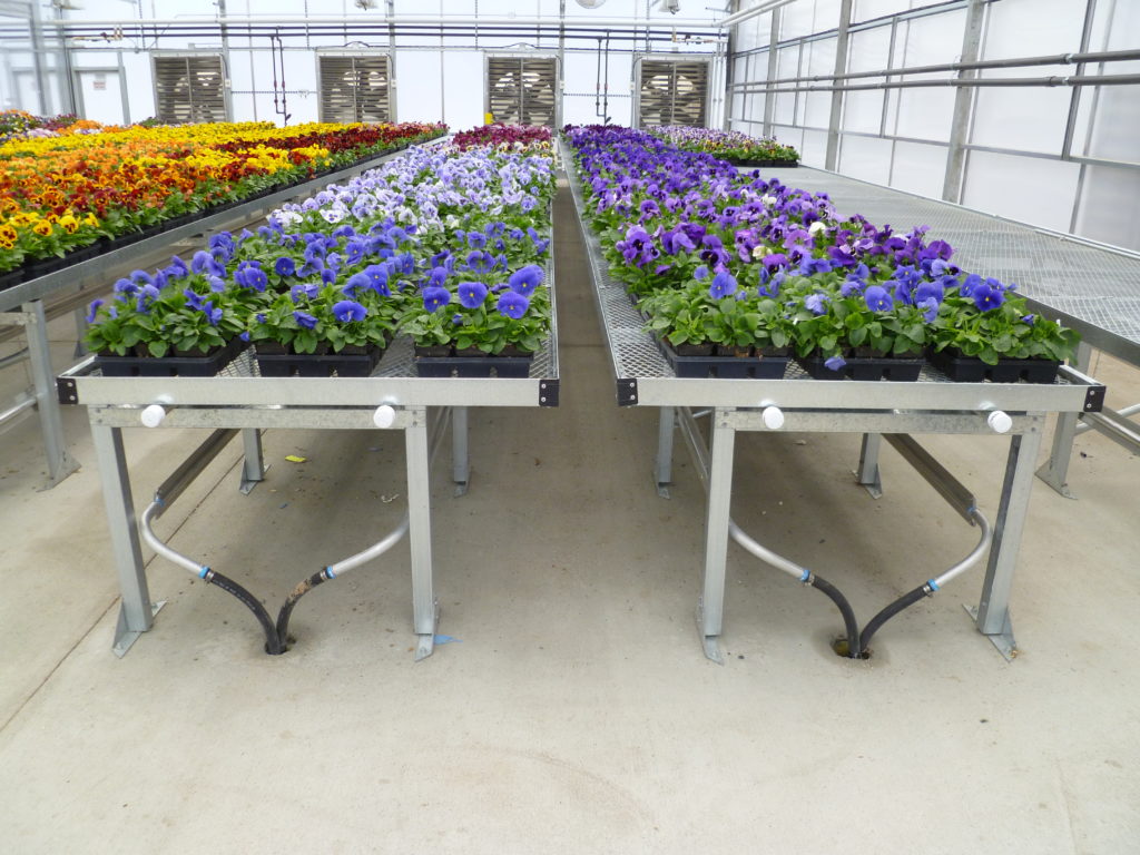 rows of plants being grown indoors