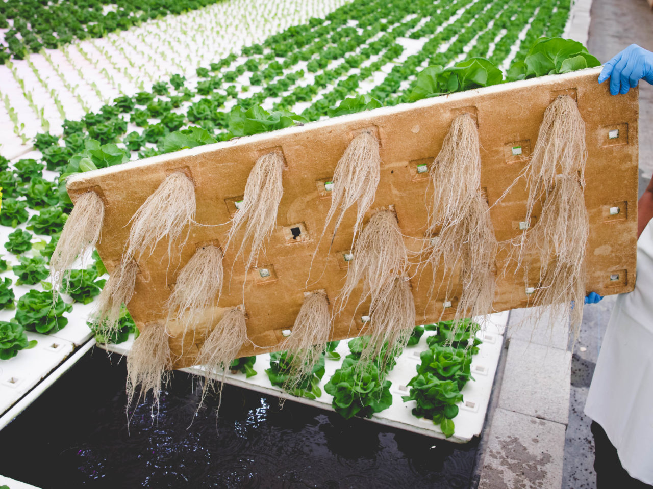 lettuce root system