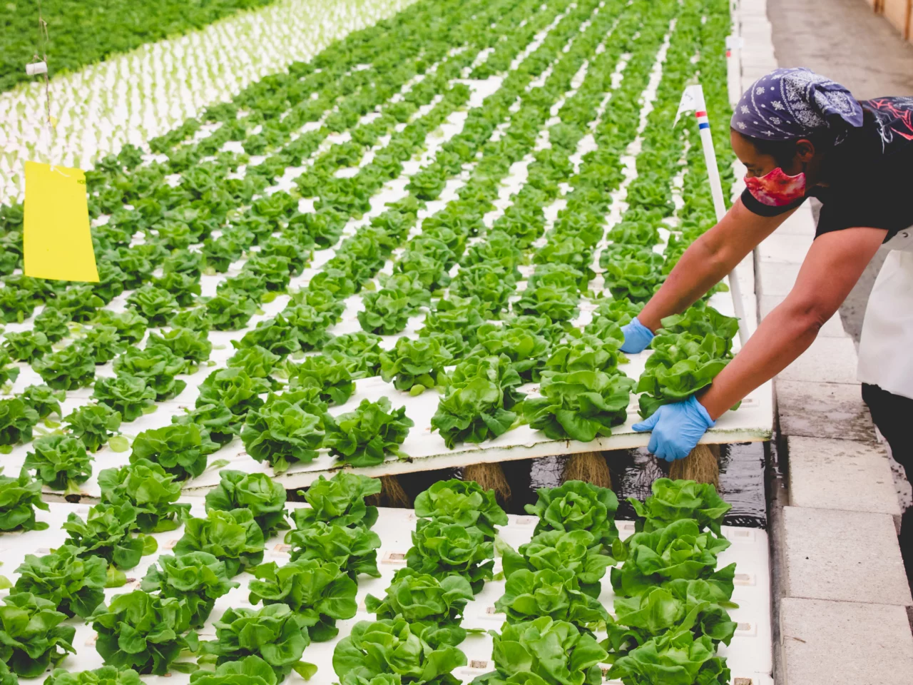 farm worker tending to lettuce seedlings