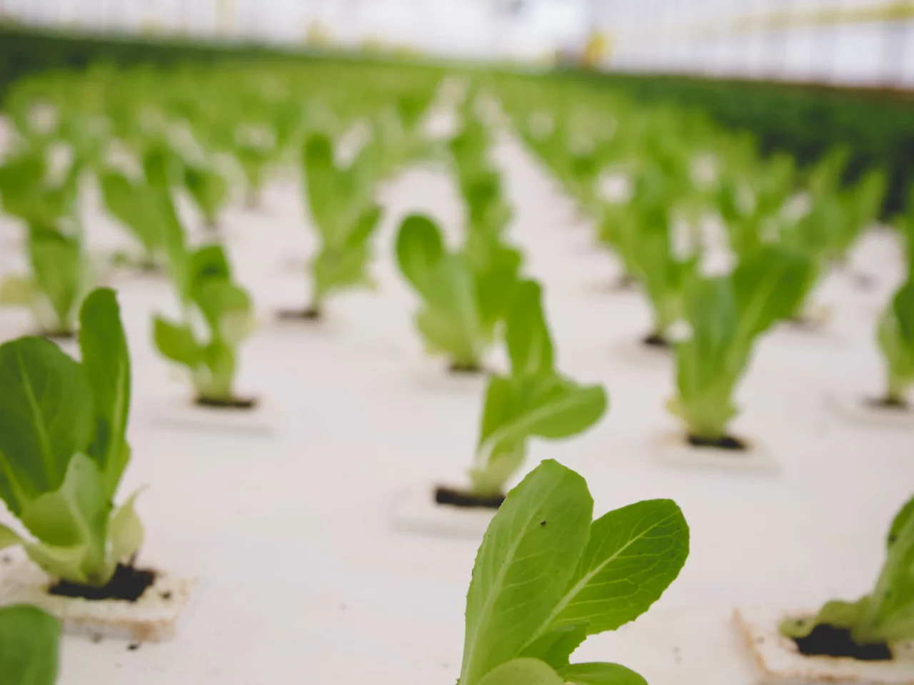 seedlings beginning to sprout in hydroponic farm