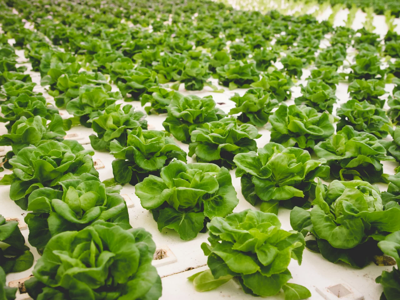 lettuce crop in greenhouse