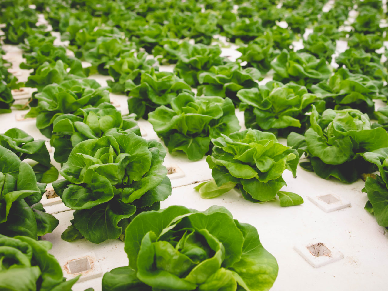 lettuce crop in isometric view