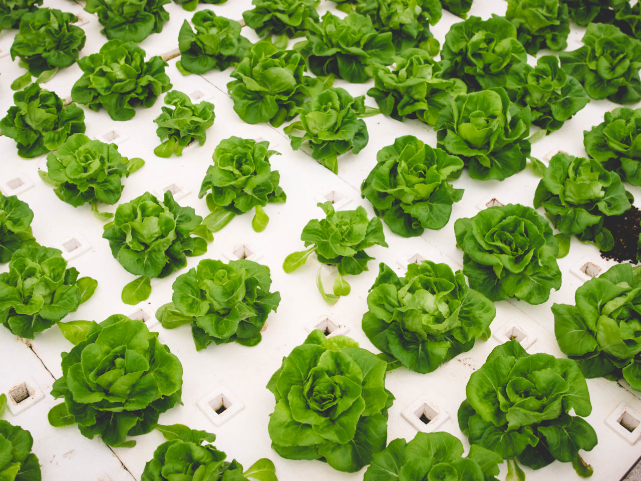 lettuce crop overhead view