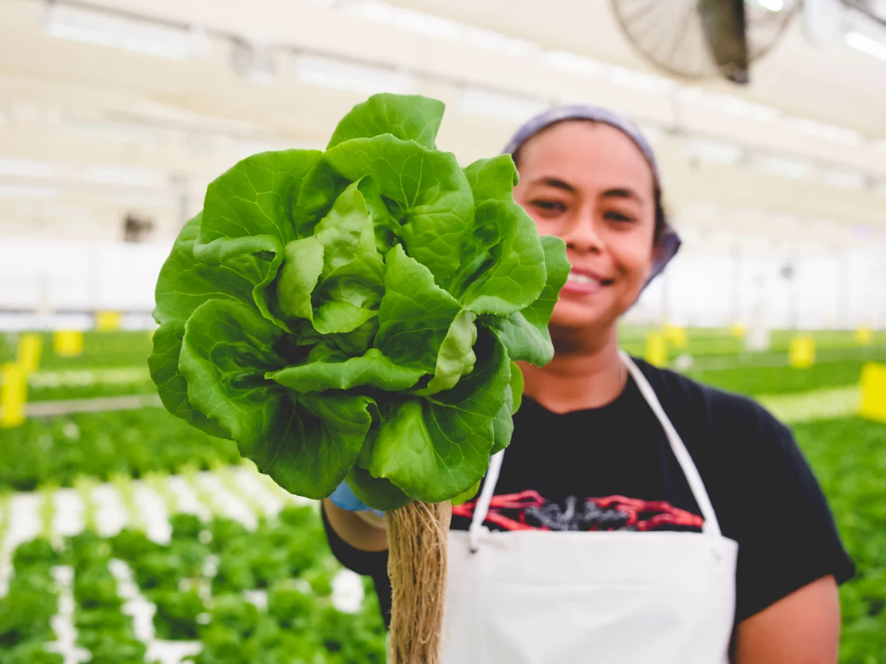 farm worker showing off lettuce