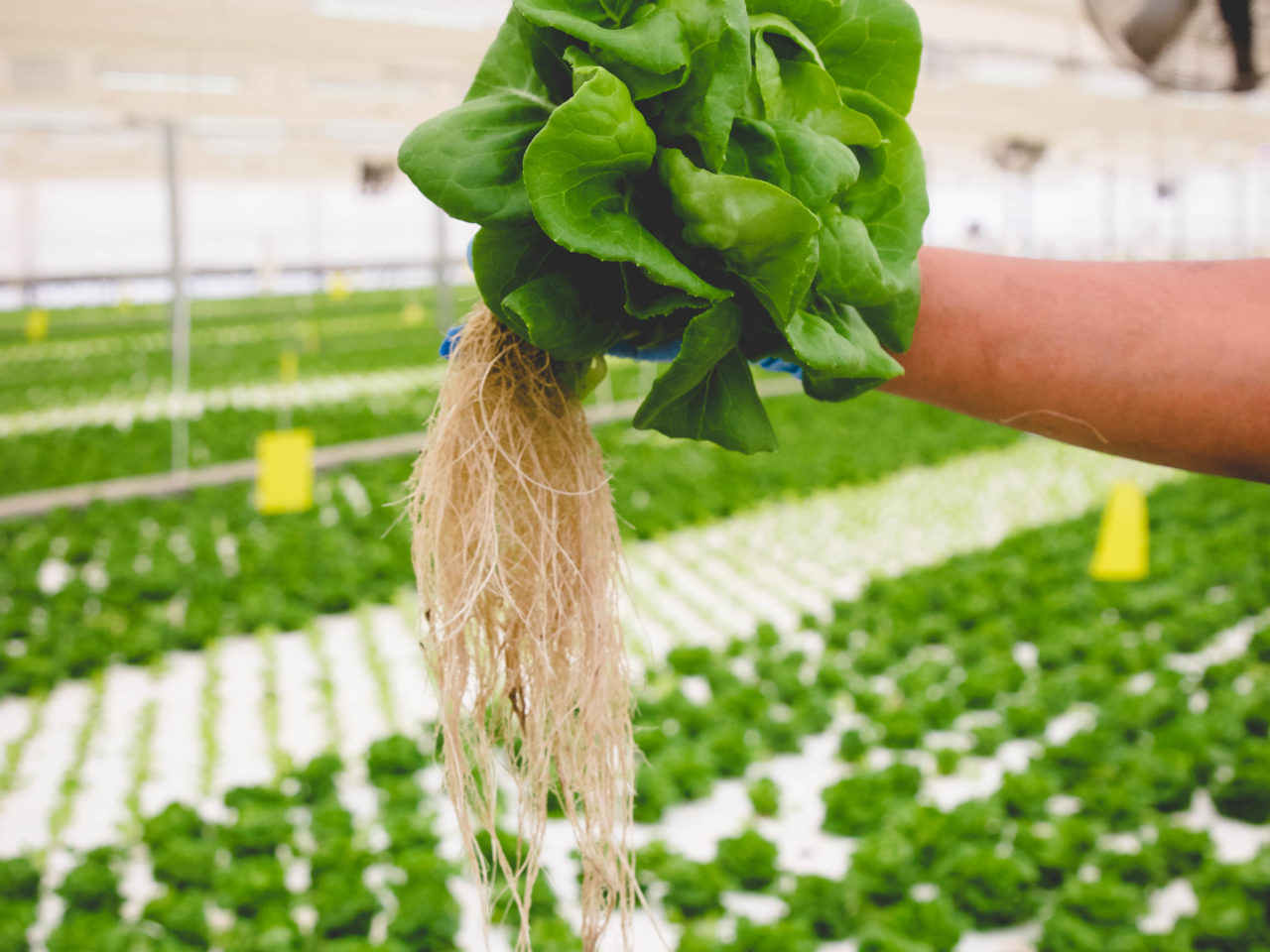 butter lettuce being held in greenhouse