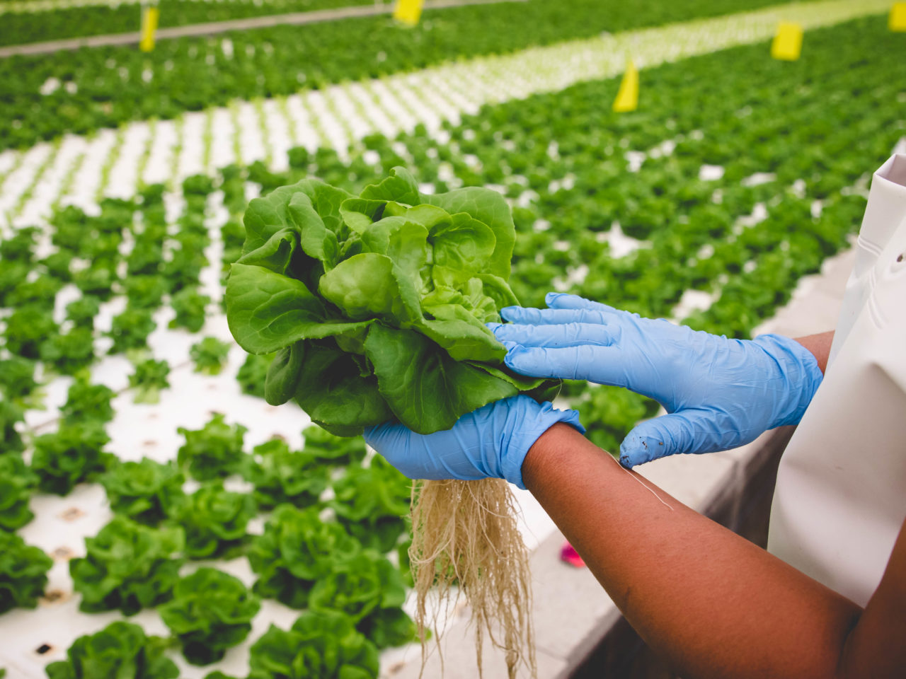 biotherm crops grown in hydroponic system