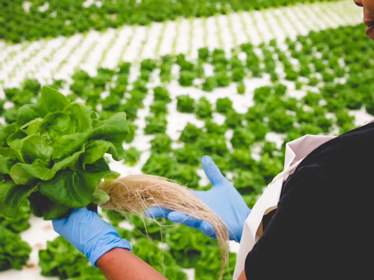 beautiful lettuce being held by greenhouse employee