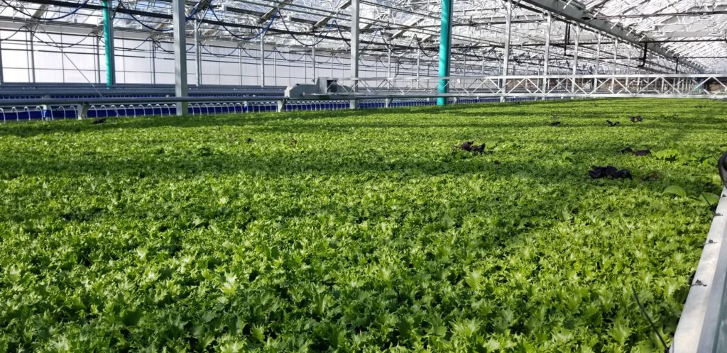 greenhouse grow environment