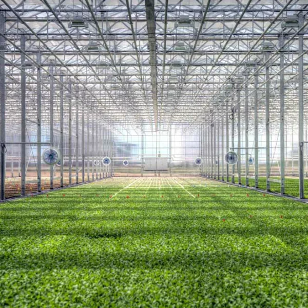 Bright Farm en Rochelle, Illinois, un invernadero con ventiladores y cultivos verdes en un día soleado.